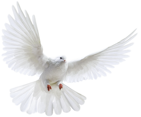 Pigeon Dove Illustration